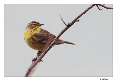 Paruline  couronne rousse / Dendroica palmarum / Palm Warbler