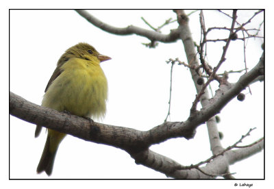 Piranga carlate fem / Piranga olivacea / Scarlet Tanager