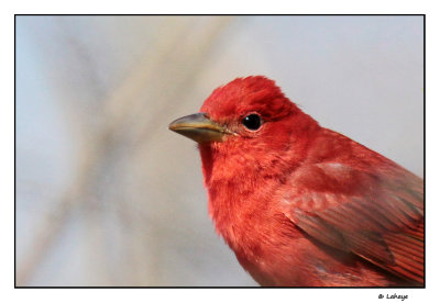 Piranga vermillon / Piranga rubra / Summer Tanager