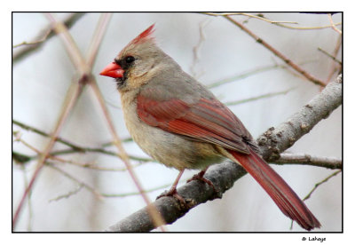 Cardinal rouge fem / Cardinalis cardinalis / Northern Cardinal