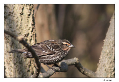 Carouge  paulettes fem / Agelaius phoeniceus / Red-winged Blackbird