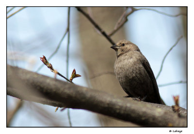 Vacher  tte brune fem / Molthrus ater / Brown-headed Cowbird