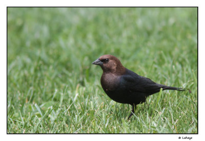Vacher  tte brune male / Molthrus ater / Brown-headed Cowbird