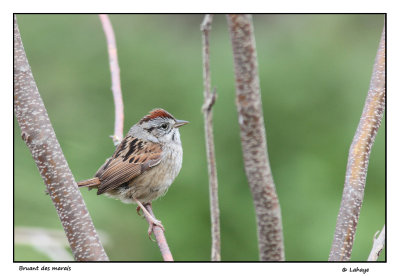Bruant des marais / Melospiza georgiana / Swamp Sparrow