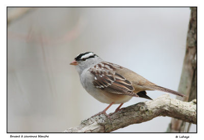 Bruant  couronne blancheZonotrichia leucophrys / White-crowned Sparrow