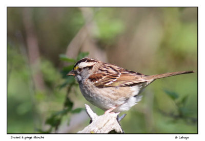 Bruant  goege blanche / Zonotrichia albicollis / White-tjrpated Sparrow