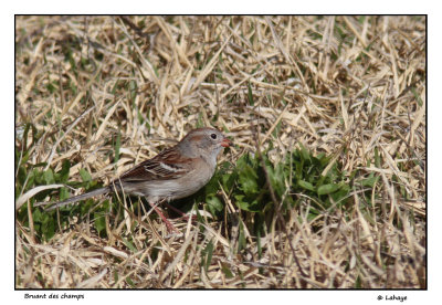 Bruant des champs / Spizella pusilla / Field Sparrow