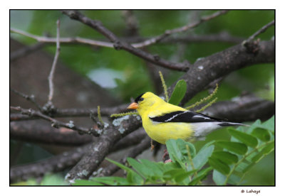 Chardonneret jaune / Cardueli tristis / American Goldfinch