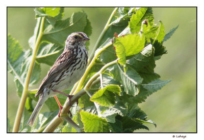 Bruant des prs / Passerculus sandwichensis / Savannah Sparrow