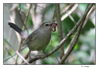 Moqueur chat / Dumetella carolinensis / Gray Catbird