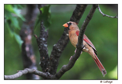 Cardinal rouge fem. / Cardinalis cardinalis / Northern Cardinal