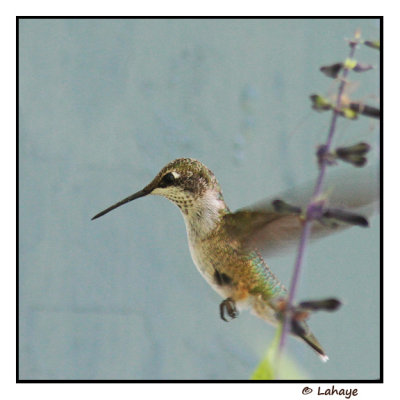 Colibri  gorge rubis / Archilochus colubris / Red-throated Hummingbird