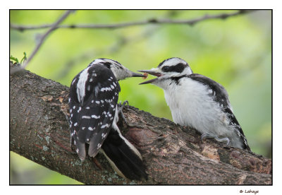 Pic chevelu / Picoides villosus / Hairy Woodpecker
