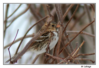 Bruant  face noire / Zonotrichia querula / Harris's Sparrow