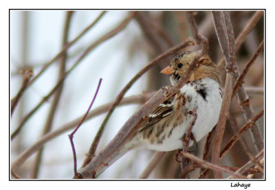 Bruant  face noire / Zonotrichia querula / Harriss Sparrow