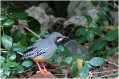 Merle vantard / Turdus plumbeus / Red-legged Thrush