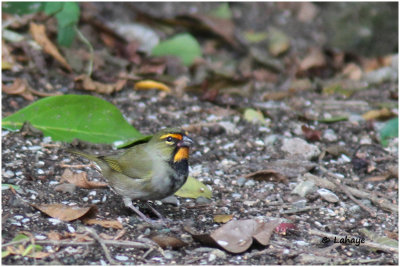 Cici grand-chanteur / Tiaris olivaceus / Yellow-faced Grassquit