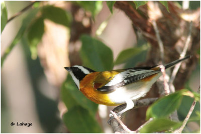 Zéna à tête rayée / Spindalis zena / Western Spindalis
