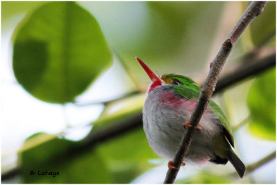 Todier de Cuba / Todius multicolor / Cuban Tody