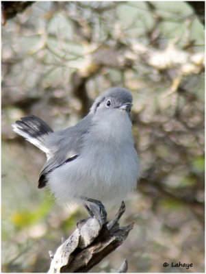 Gobemoucheron de Cuba / Polioptila lembeyei / Cuban Gnatcatcher