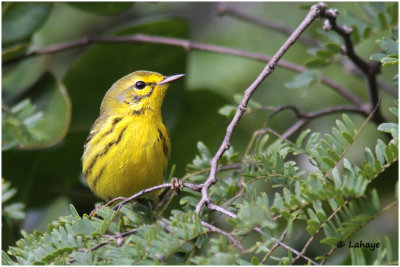 Paruline des prés / Setophaga discolor / Prairie Warbler