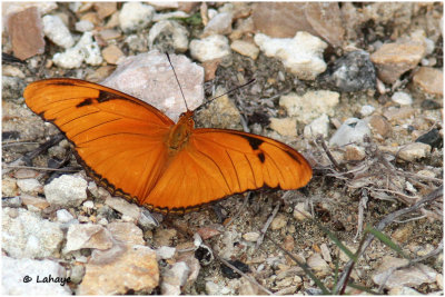 Flambeau / Dryas iulia / Julia