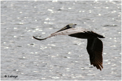 Pélican brun / Pelecanus occidentalis / Brown Pelican