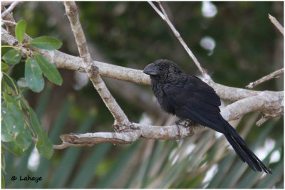 Ani à bec lisse / Crotophaga ani / Smooth-billed Ani