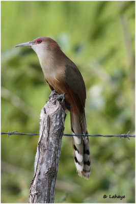 Tacco de Cuba / Coccyzus merlini / Great Lizard-Cuckoo