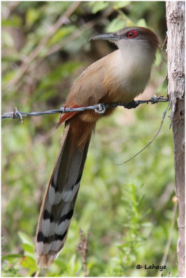 Tacco de Cuba / Coccyzus merlini / Great Lizard-Cuckoo