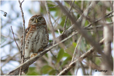 Chevêchette de Cuba / Glaucidium siju / Cuban Pygmy-Owl