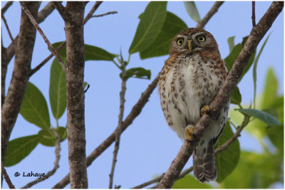Chevêchette de Cuba / Glaucidium siju / Cuban Pygmy-Owl