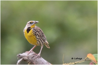 Sturnelle des prés / Sturnella magna / Eastern Meadowlark
