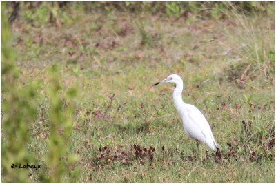 Aigrette bleu juvénile / Egretta caerulea / Little Blue Heron