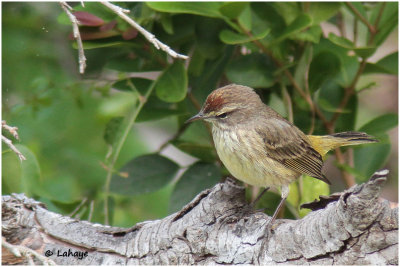 Paruline à couronne rousse / Dendroica palmarum / Palm Warbler