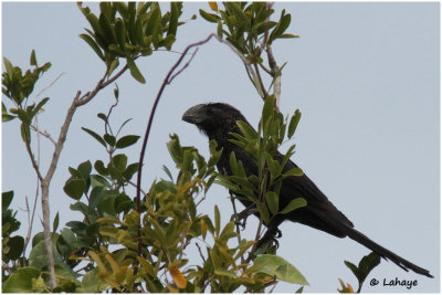 Ani à bec lisse / Crotophaga ani / Smooth-billed Ani
