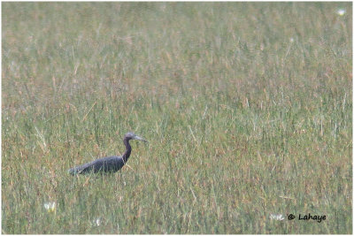 Aigrette bleu / Egretta caerulea / Little Blue Heron
