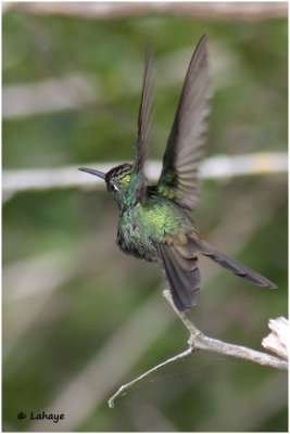 Émeraude de Ricord // Chlorostibon ricoldii / Cuban Emerald