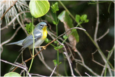 Paruline à collier / Parula americana / Northern Parula