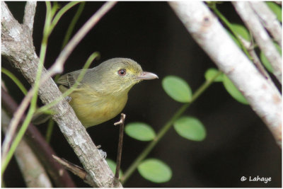Viréo de Cuba / Vireo gundlkachii / Cuban Vireo