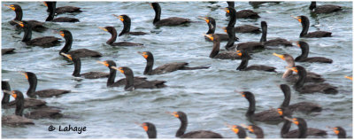 Cormorans / Phalacrocorax / Cormorants
