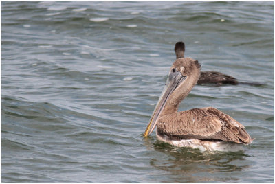 Pélican brun juvénile / Pelecanus occidentalis / Brown Pelica