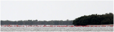 Flamants des caraibes / Phoenicopterus ruber / American Flamingos
