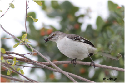 Moqueur polyglotte / Mimus polyglottos / Northern Mockingbird