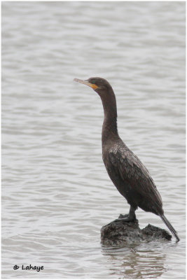 Cormoran vigua / Phalacrocorax brasilianus / Neotropic Cormorant
