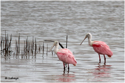Spatules rosées / Platalea ajaja / Roseate Spoonbills