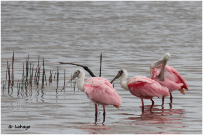 Spatules rosées / Platalea ajaja / Roseate Spoonbills