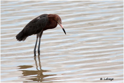 Aigrette roussâtre / Egretta rufescens / Reddish Egret