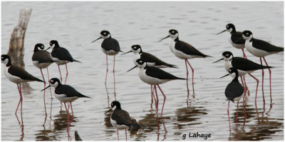 Échasses d'Amérique / Himantopus mexicanus / Black-necked Stilts