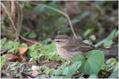 Paruline à couronne rousse / Dendroica palmarum / Palm Warbler